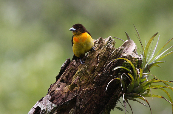 Flame-rumped Tanager , probably female.