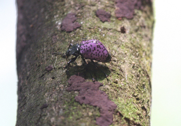 A somewhat bizarre  beetle.