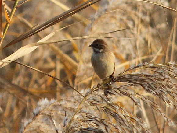 Pallas' Reed Bunting...probably !