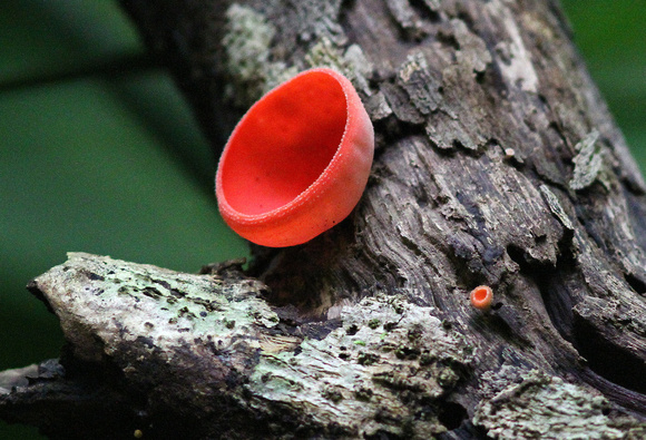 Scarlet cap (Sarcoscypha coccinea).