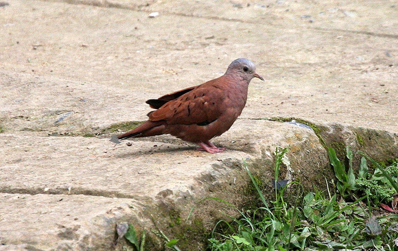 Ruddy Ground-dove.