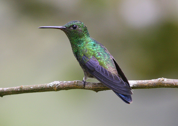 Green-crowned Brilliant.