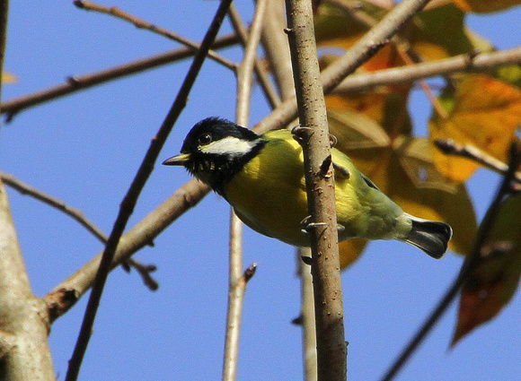 The endemic Yellow-bellied Tit.