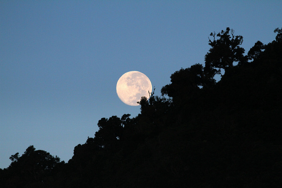 The Moon at Bosque del Rio Tigre