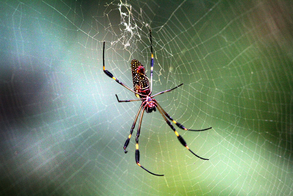 Spiders are beautiful..what a shame that we nearly all fear them.