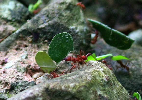 Leaf-cutter  Ant on the march.