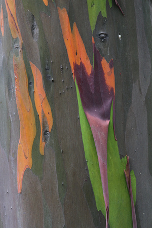 Eucalyptus bark.