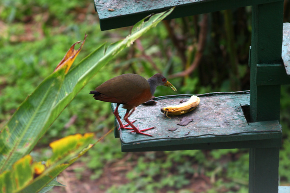 This Grey-necked Wood-rail doesn't  know that it's not  supposed  to a  bird-table bird!