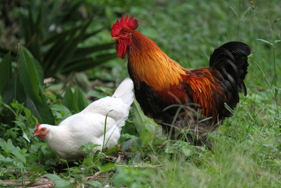 Our last bird was a  surprisingly pure-looking Red Jungle Fowl ( or Chicken !!)