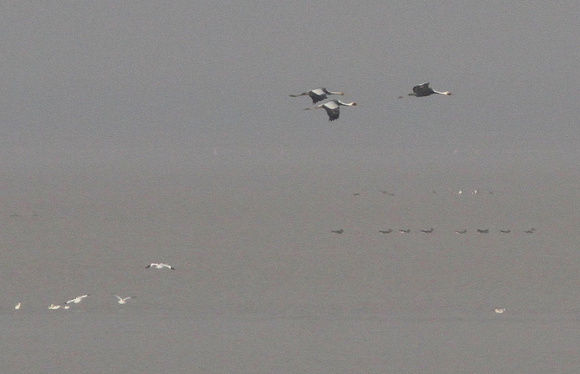 Distant White-naped Cranes.