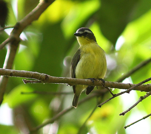 The scarce Yellow-bellied Tyrannulet.