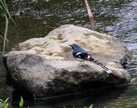 A sharper  view of the Forktail