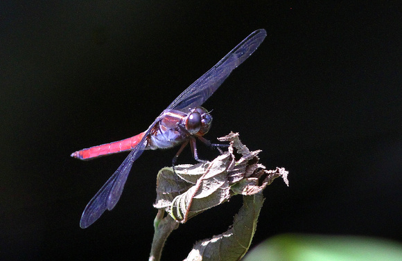 Violet Darter dragonfly