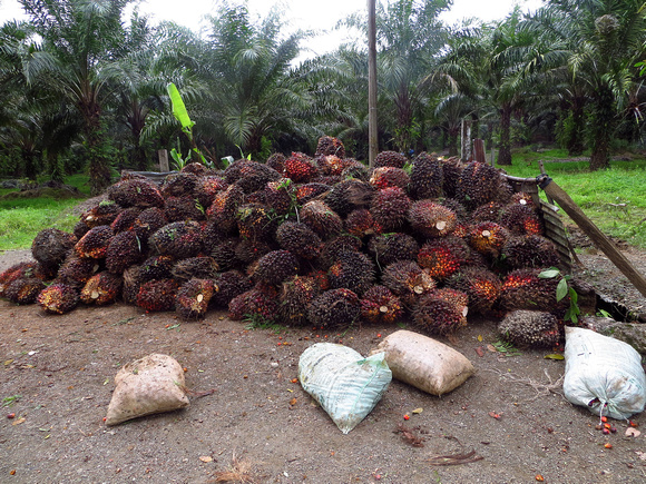 Harvesting the dreaded Oil Palm.