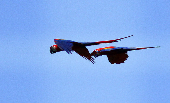 Scarlet Macaws.