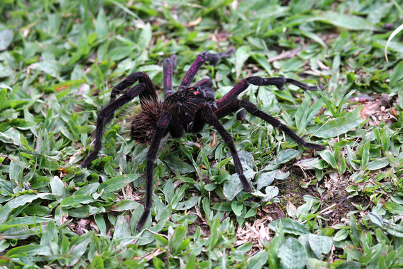 A species of Tarantula....notice  the  erect hairs on the back of the abdomen...he's not happy !!