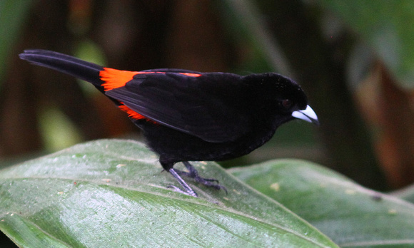 Cherrie's Tanager, male.