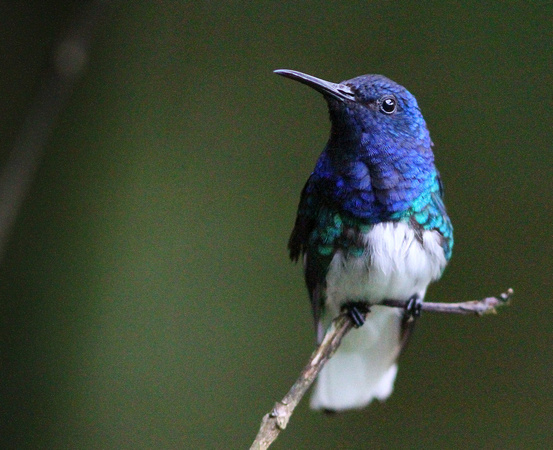 White-necked Jacobin...still one of the best hummers.
