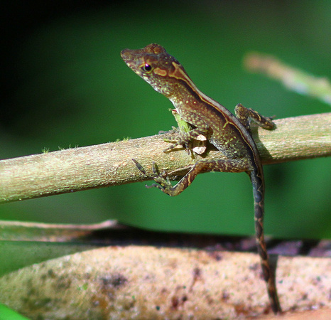 This is probably a species of Anole Lizard.
