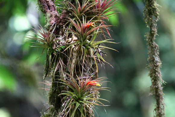 A tree trunk festooned with Bromeliads.