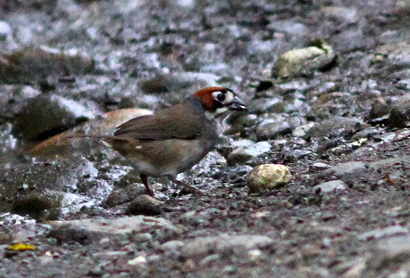The very localised Cabanis's ( Prevost's) Ground-Sparrow.