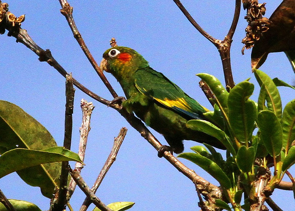 The endemic Sulphur-winged Parakeet
