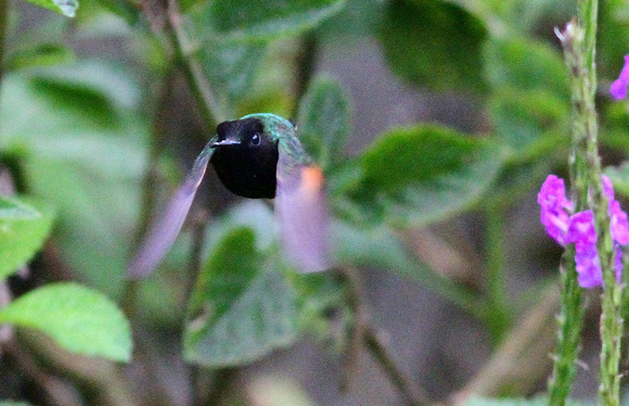 Black-bellied Hummingbird....incoming !