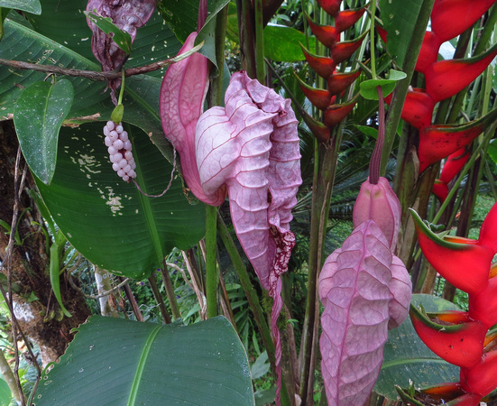 A wonderful array of tropical plants.