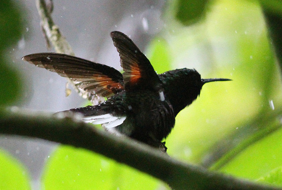 Black-bellied  Hummingbird  taking a  shower  during heavy rain.