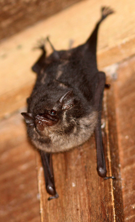 Sac-winged ( or White-lined) Bat.