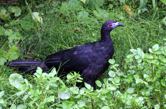 Black Guan, about to tuck into some water-cress !