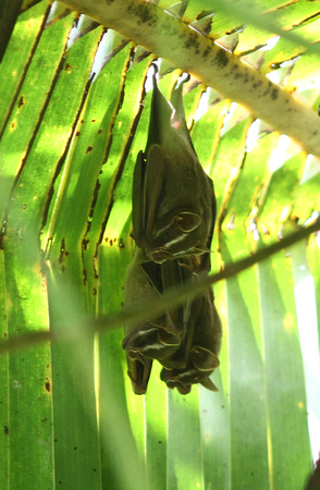 Common Tent Bats in their 'tent'....