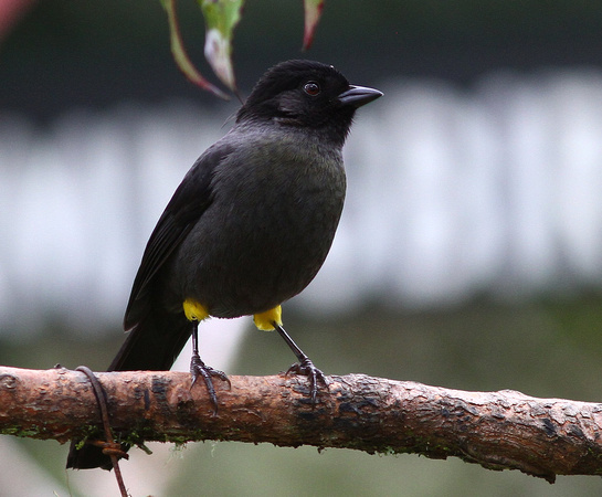 The rather  splendid Yellow-thighed Finch.