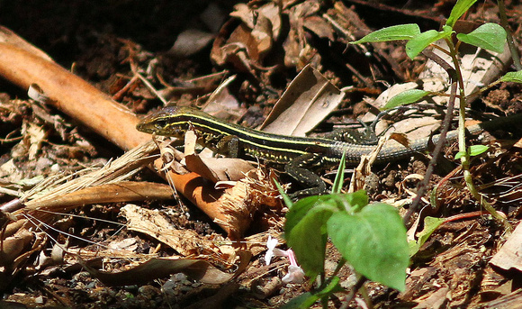 Probably a species of Whiptail Lizard