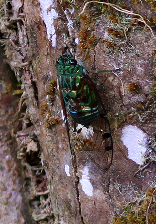This Cicada looked  better  than it sounded....