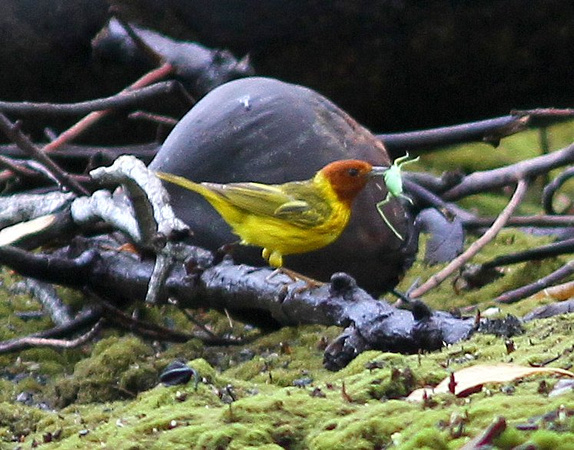 The distinctive mangrove  form of Yellow Warbler with a  tasty  bug.