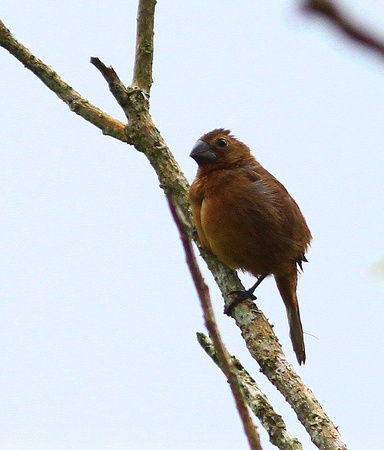 Thick-billed Seed-Finch , female.