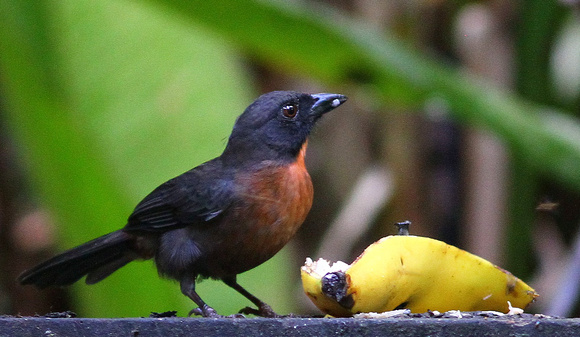 Black-cheeked Ant-Tanager...endemic and  range-restricted.