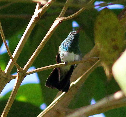 Snowy-belled Hummingbird
