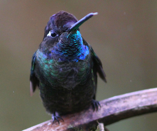 This Magnificent Hummingbird  isn't so bad either !