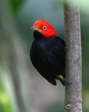 A very smart Red-capped Manakin