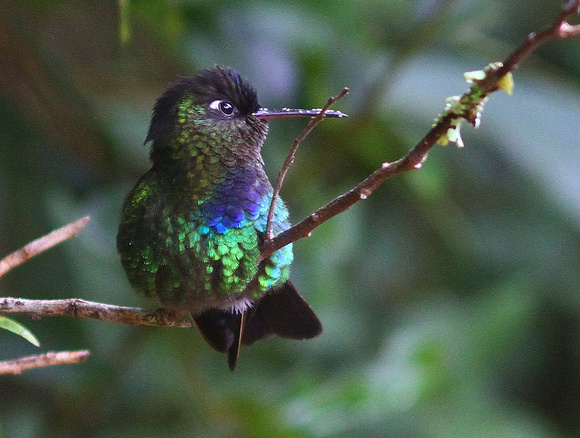 Fiery-throated Hummingbird...more of him later!