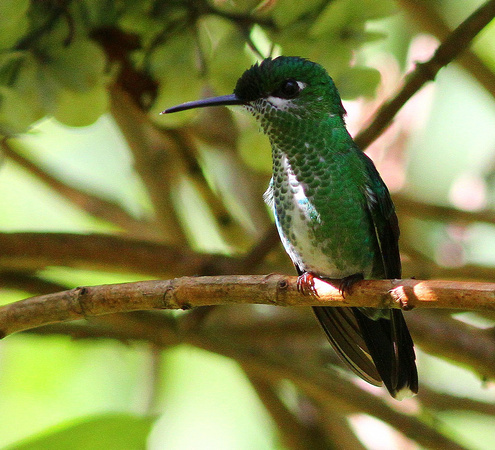 Green-crowned Brilliant, female.