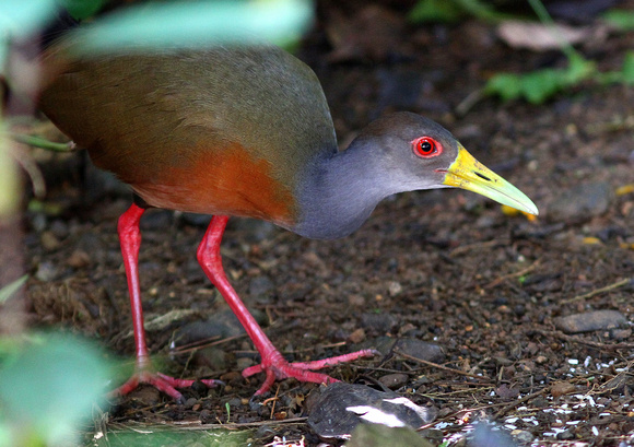 Grey-necked Wood-rail....on the  ground this time !