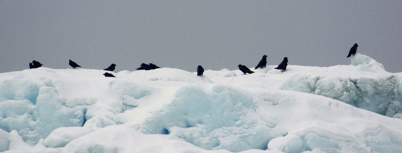 The Ravens  wait for scraps  from the  fishermen