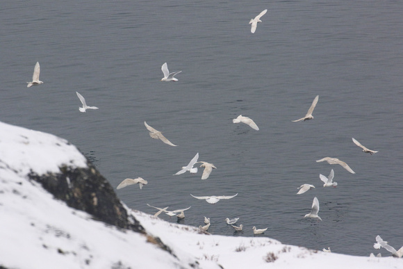 No shortage of 'white-winged gulls' here.