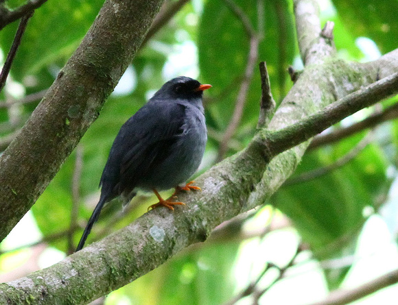 The endemic Black-faced Solitaire