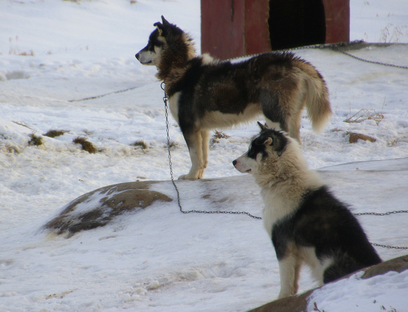 The 'Huskies' think it's  time for food.