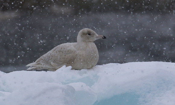 Iceland Gull ( juv./1st W.).