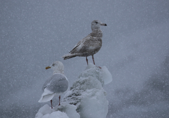 Adult Iceland Gull with  1st. W. Kumlien's Gull.